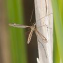 Tipula lateralis.jpg